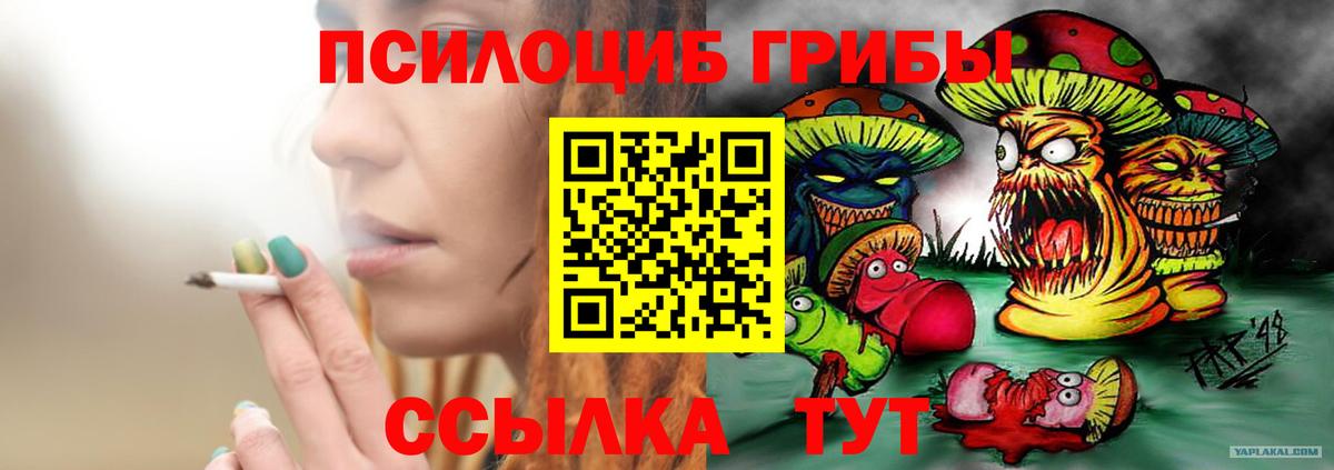 Галлюциногенные грибы Psilocybe Тында